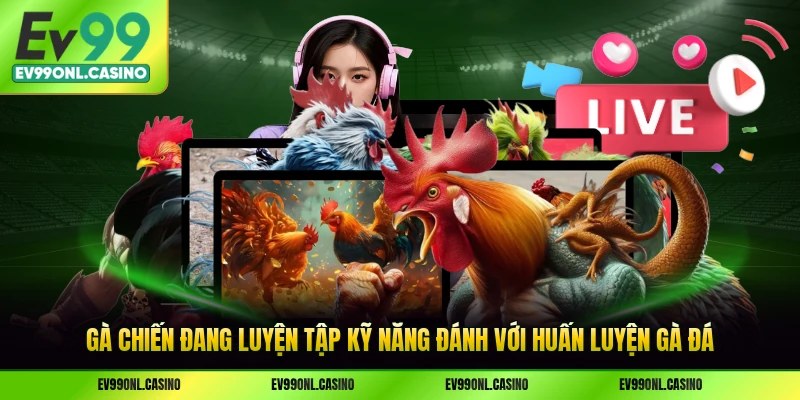 Gà chiến đang luyện tập kỹ năng đánh với huấn luyện gà đá