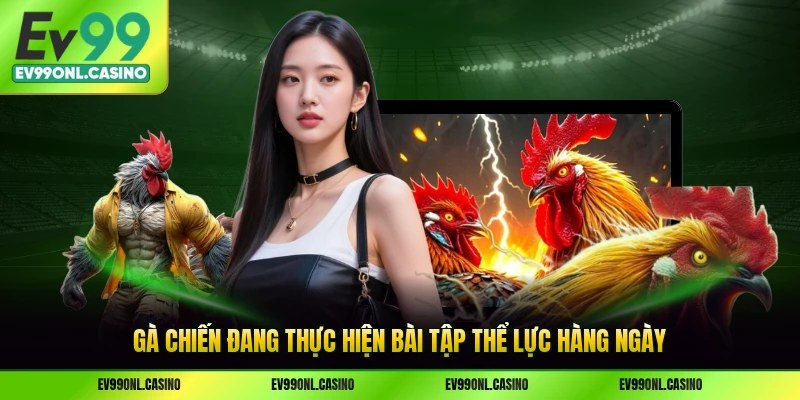 Gà chiến đang thực hiện bài tập thể lực hàng ngày