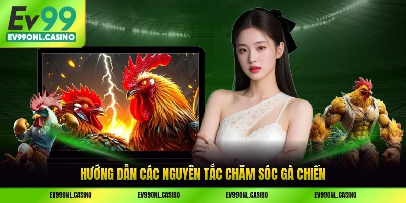 Hướng dẫn các nguyên tắc chăm sóc gà chiến