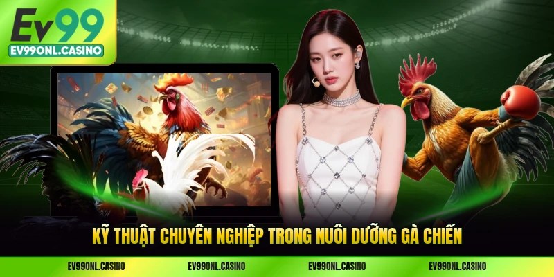 Kỹ thuật chuyên nghiệp trong nuôi dưỡng gà chiến