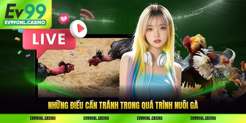 Những điều cần tránh trong quá trình nuôi gà
